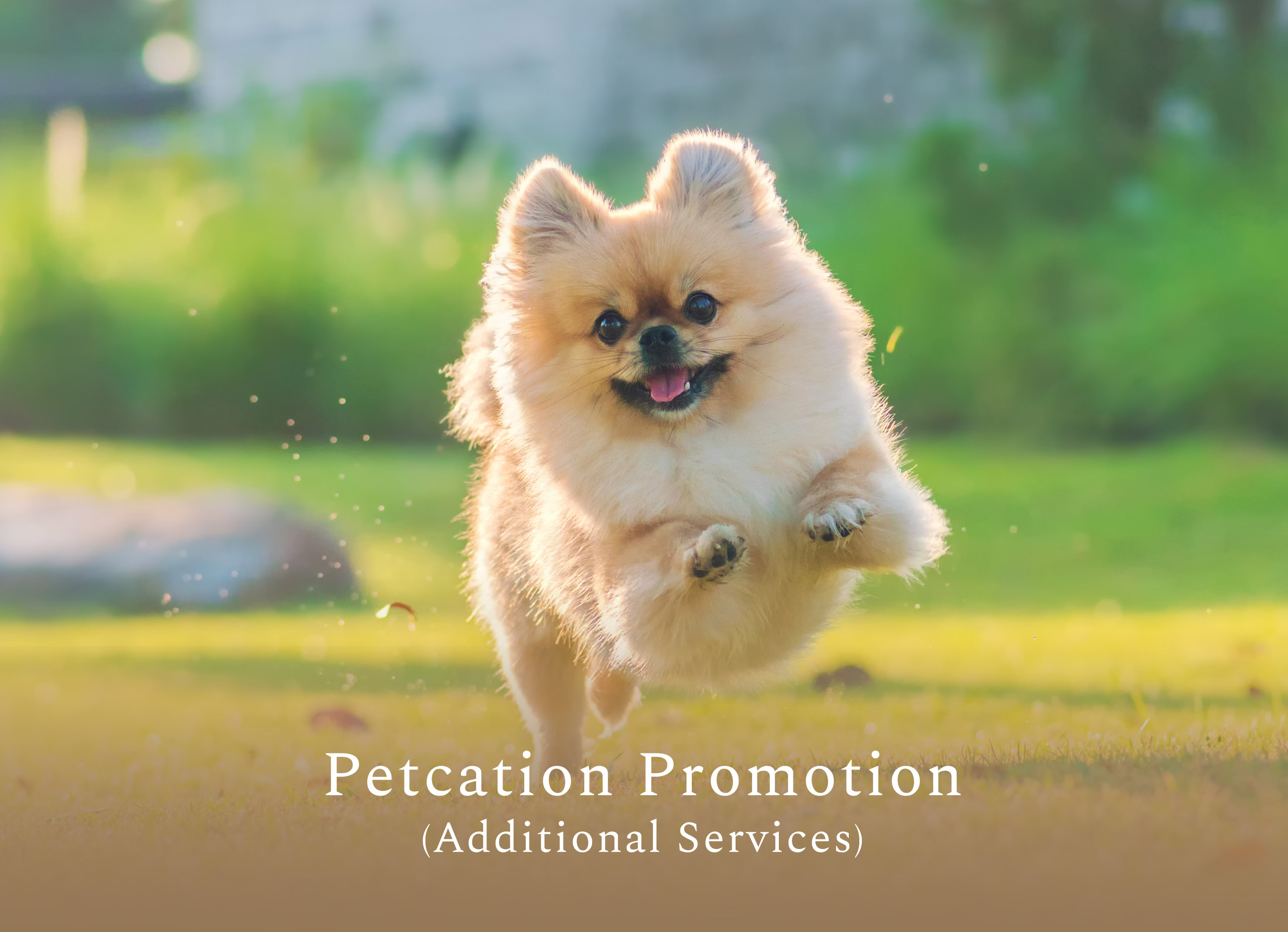 additional-services-petcation-promotion-vala-hua-hin